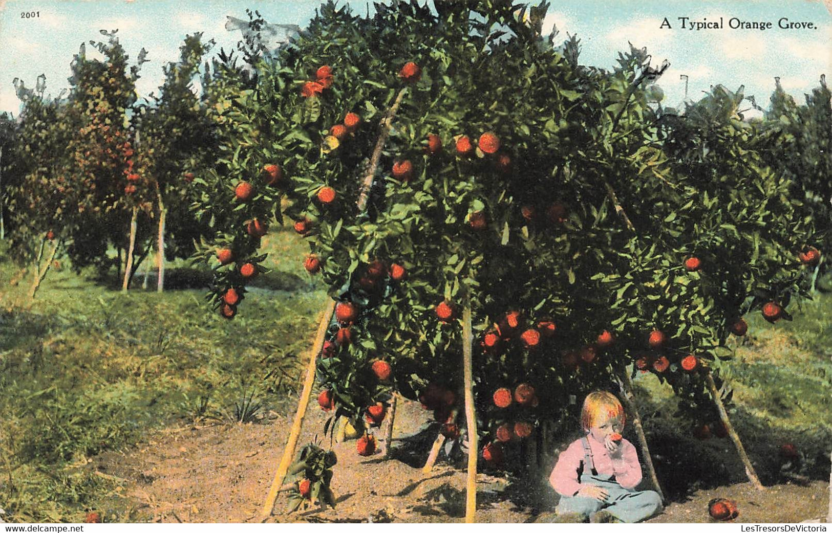 CPA ETATS UNIS - A Typical Orange Grove - Oblitéré A Phoenix En 1909 - Other & Unclassified