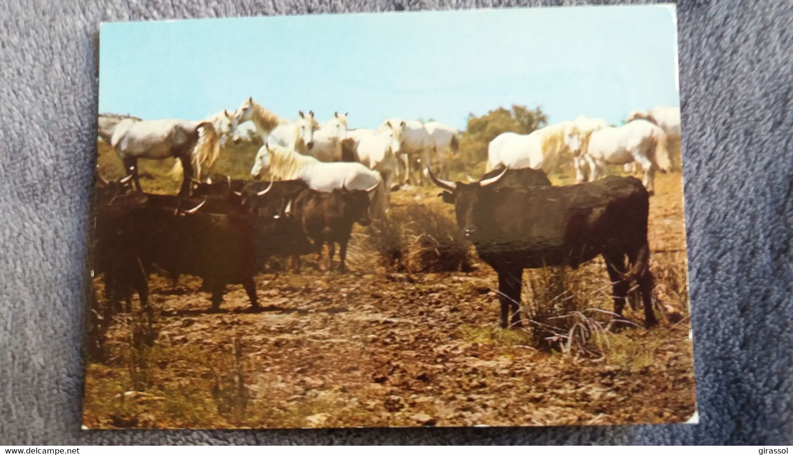 CPSM TAUREAU CHEVAL CHEVAUX EN  CAMARGUE MANADE DE TAUREAUX CHEVAUX SAUVAGES ED SL - Taureaux