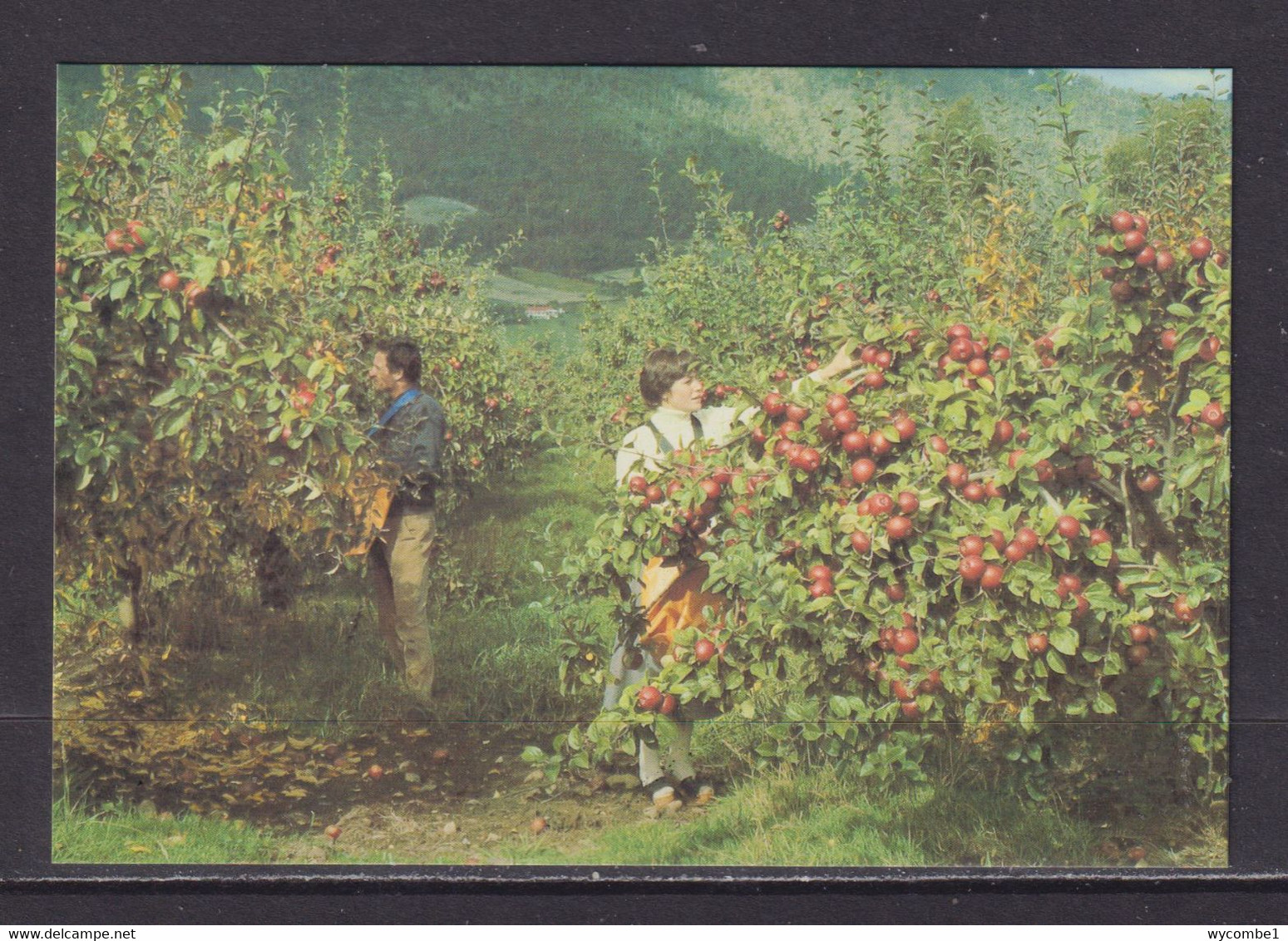 AUSTRALIA - Tasmanian Apple Orchard Unused Prepaid Postage Postcard As Scans - Autres & Non Classés