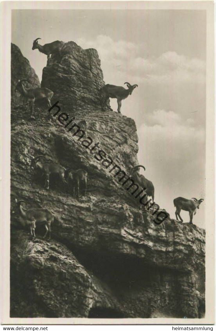 Hamburg - Stellingen - Carl Hagenbeck S Tierpark - Mähnenschafe - Foto-Ansichtskarte - Stellingen