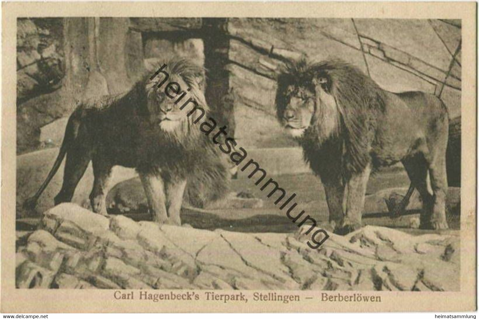 Hamburg - Stellingen - Carl Hagenbeck S Tierpark - Berberlöwen Gel. 1915 - Stellingen