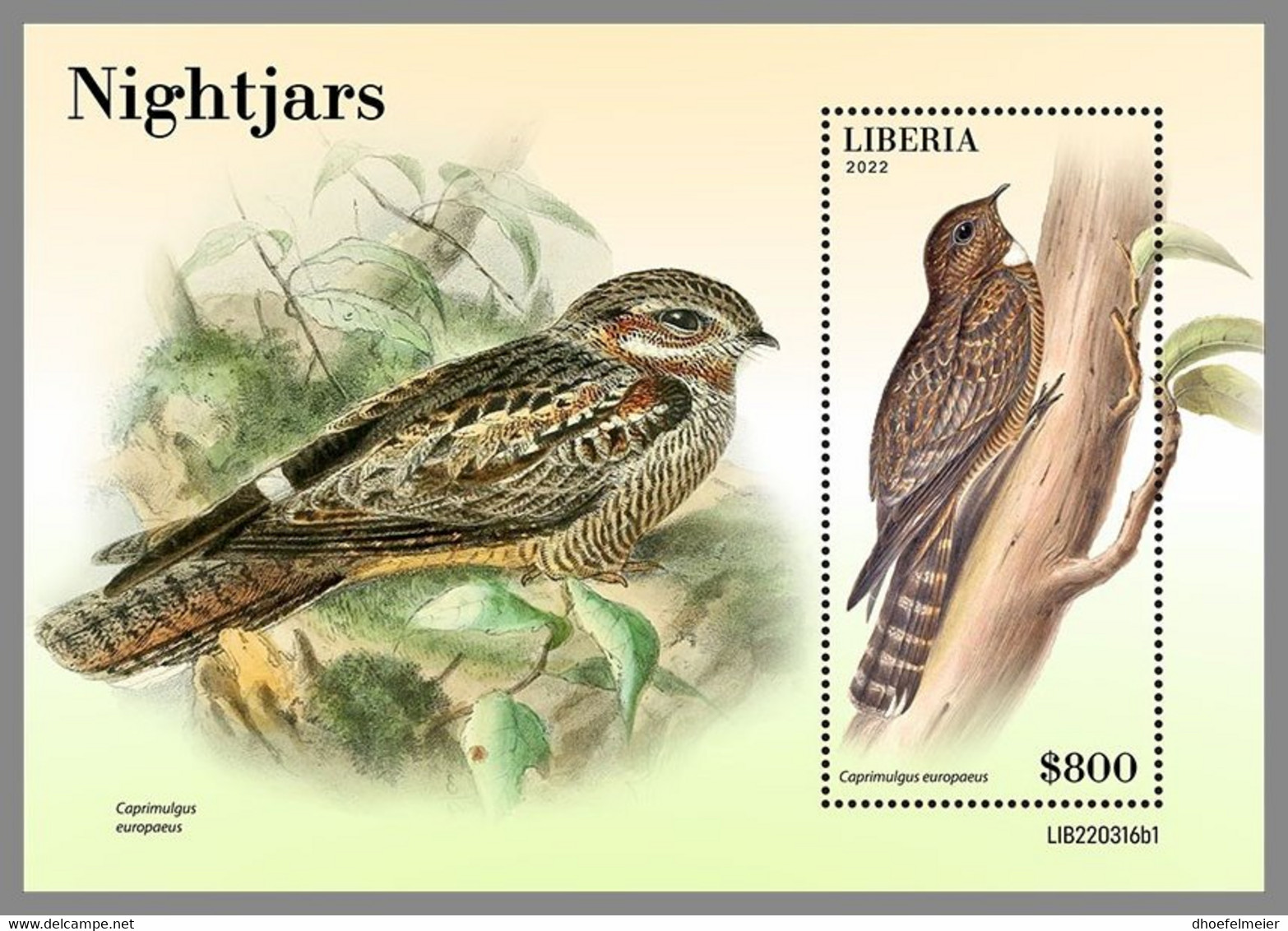 LIBERIA 2022 MNH Nightjars Nachtschwalben Engoulevents S/S 1 - OFFICIAL ISSUE - DHQ2249 - Schwalben