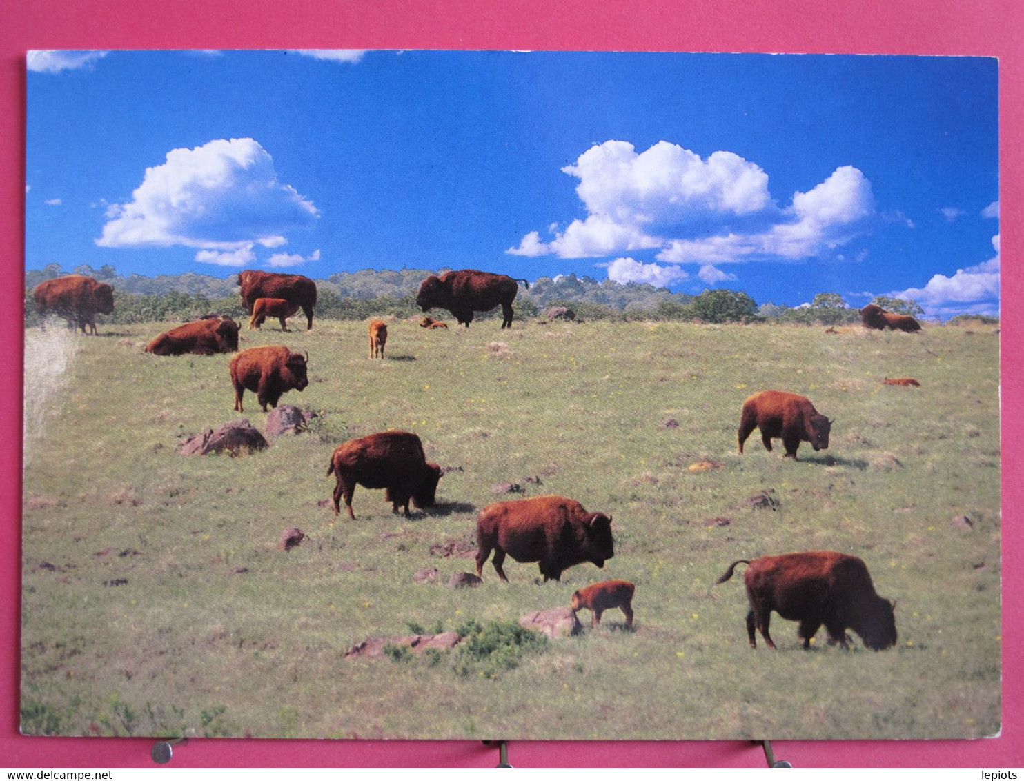 Etats Unis - Oklahoma Buffalo In The Wichita Mountains - R/verso - Autres & Non Classés