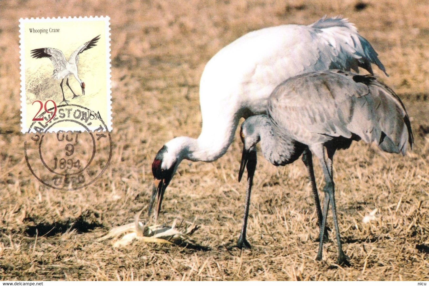 BIRD - WHOOPING CRANE (Grus Americana) - Cartes-Maximum (CM)