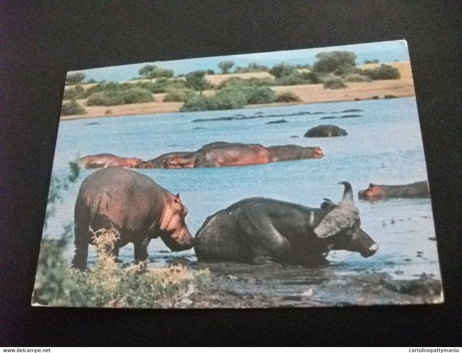 IPPOPOTAMO BUFALO BUFFALO AT HIPPO POOL TANZANIA KENYA UGANDA - Flusspferde