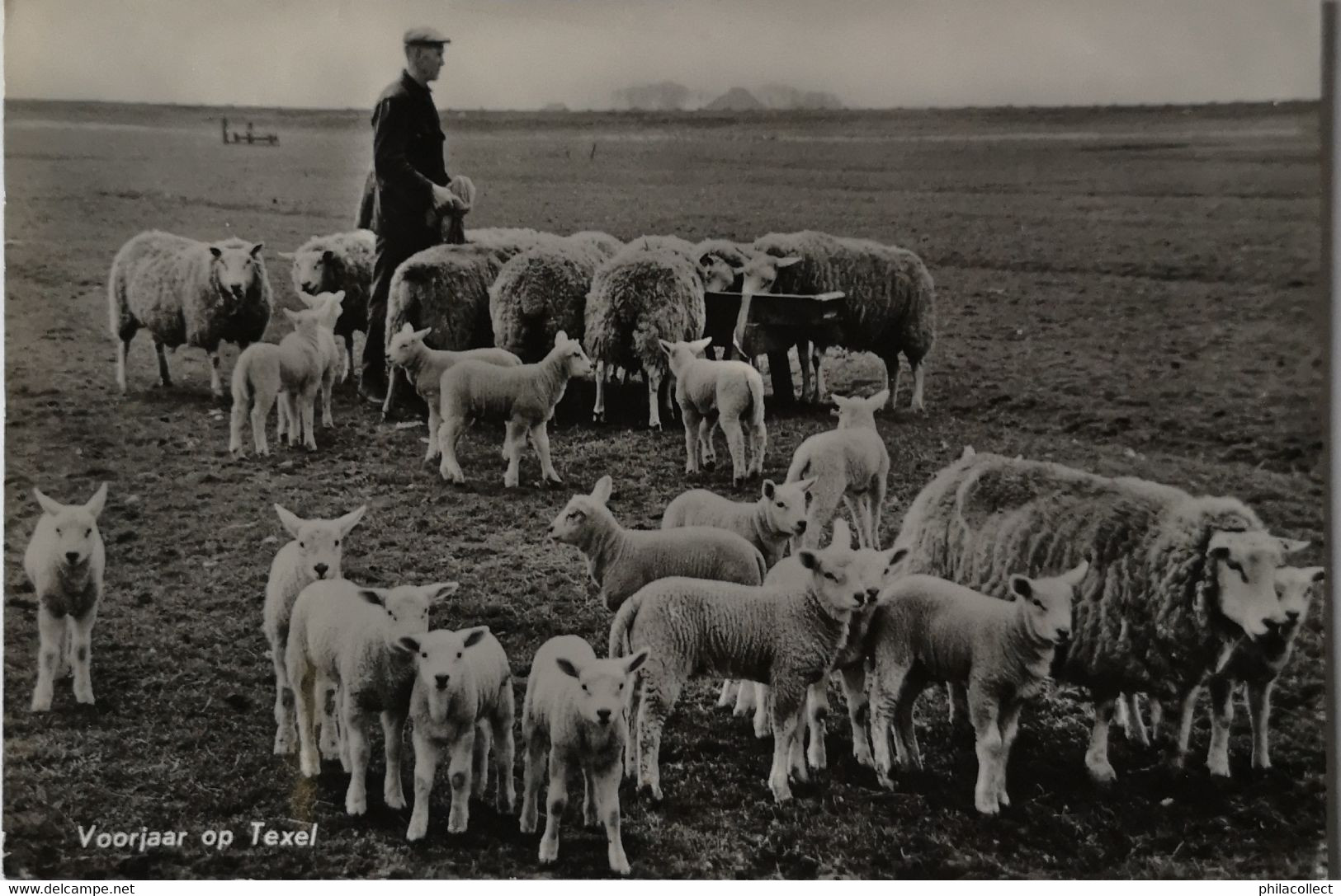 Texel // Voorjaar Op Texel (schapen) 196? - Texel