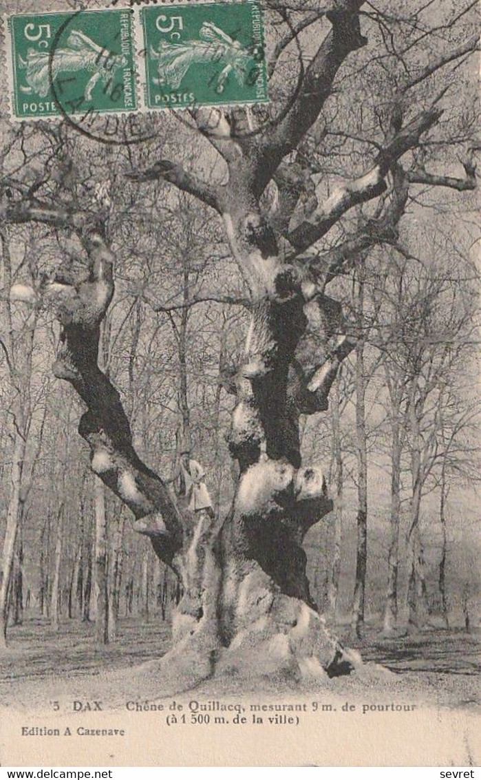 DAX. - Chêne De Quillacq, Arbre Remarquable Mesurant 9 M. De Pourtour - Bäume