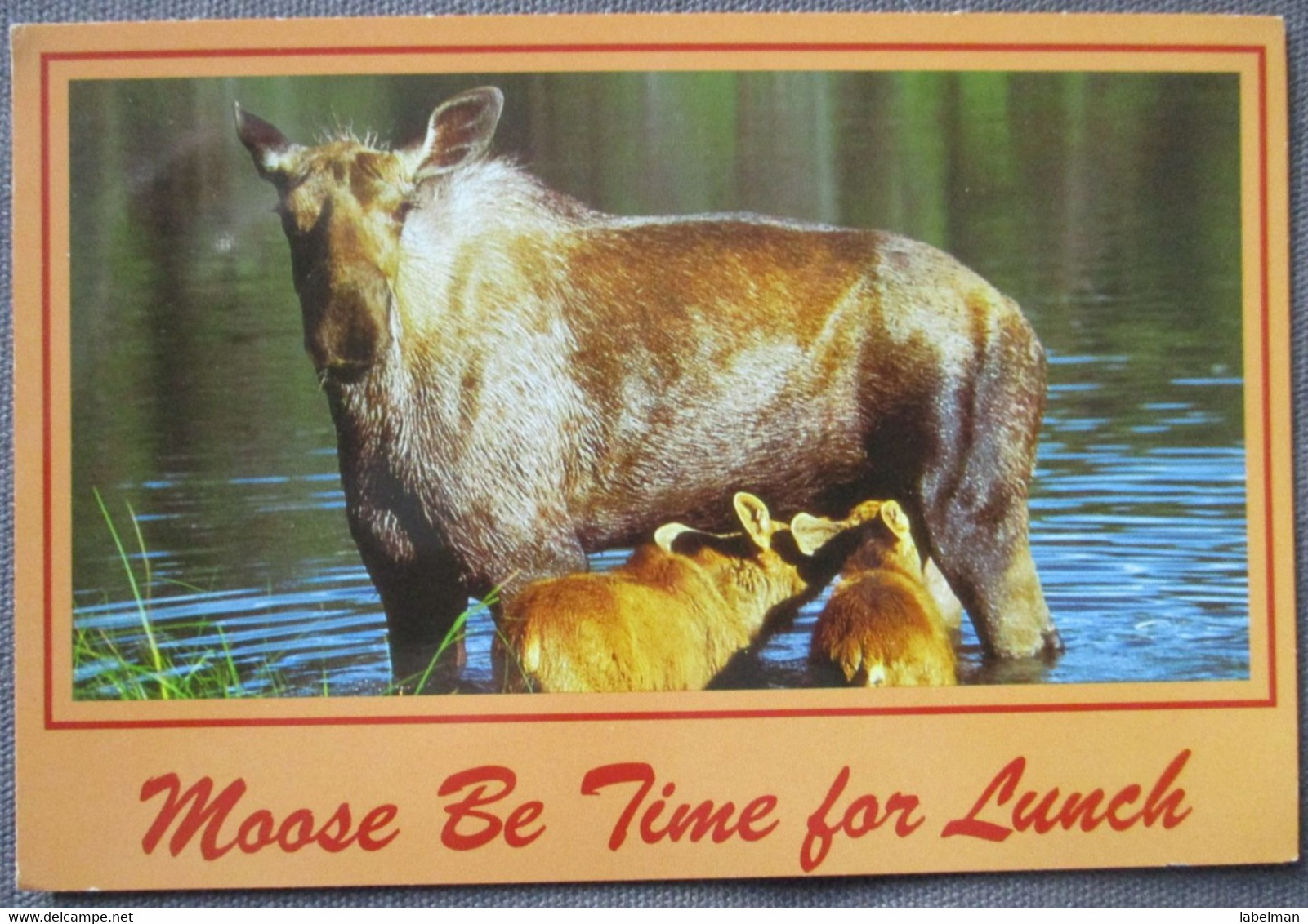 USA UNITED STATES ALASKA MOOSE POSTCARD CARD CARTE POSTALE ANSICHTSKARTE CP PC AK POSTKARTE TARJETA POSTAL - Fairbanks