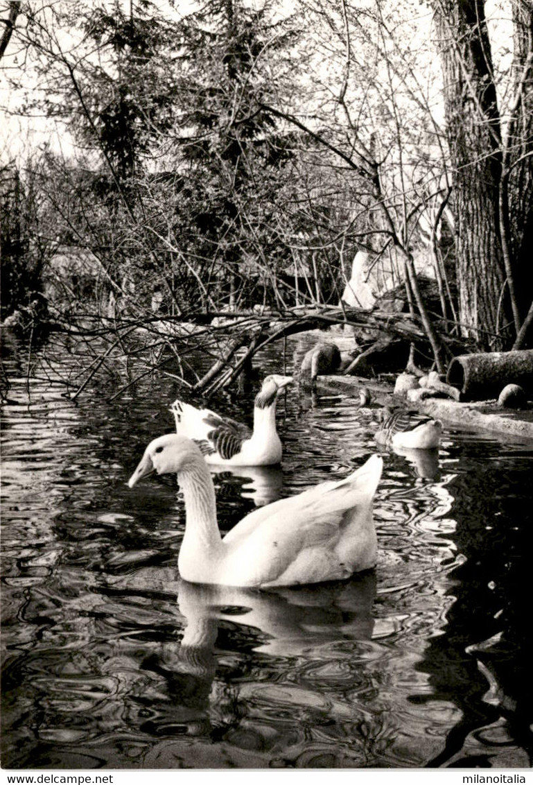 Tierpark Zur Silberweide - Mönchaltorf A/Greifensee ZH - Greifensee