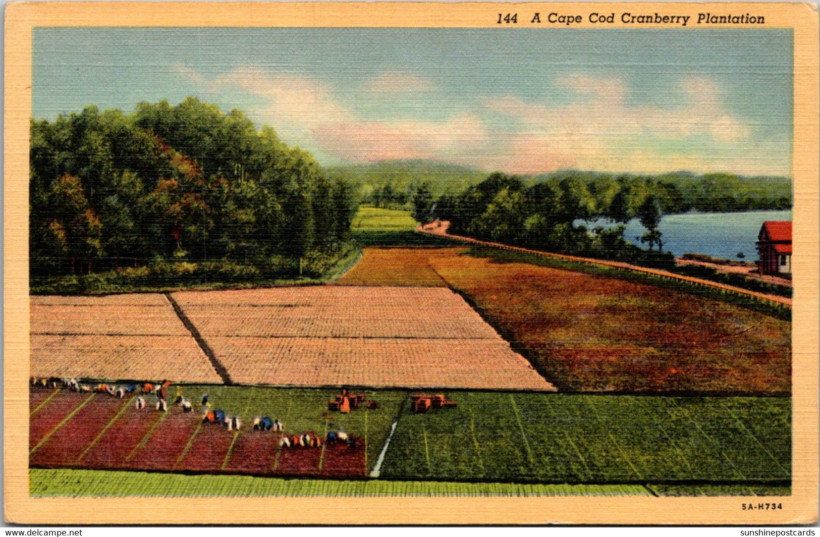 Massachusetts Cape Cod Cranberry Plantation Curteich - Cape Cod
