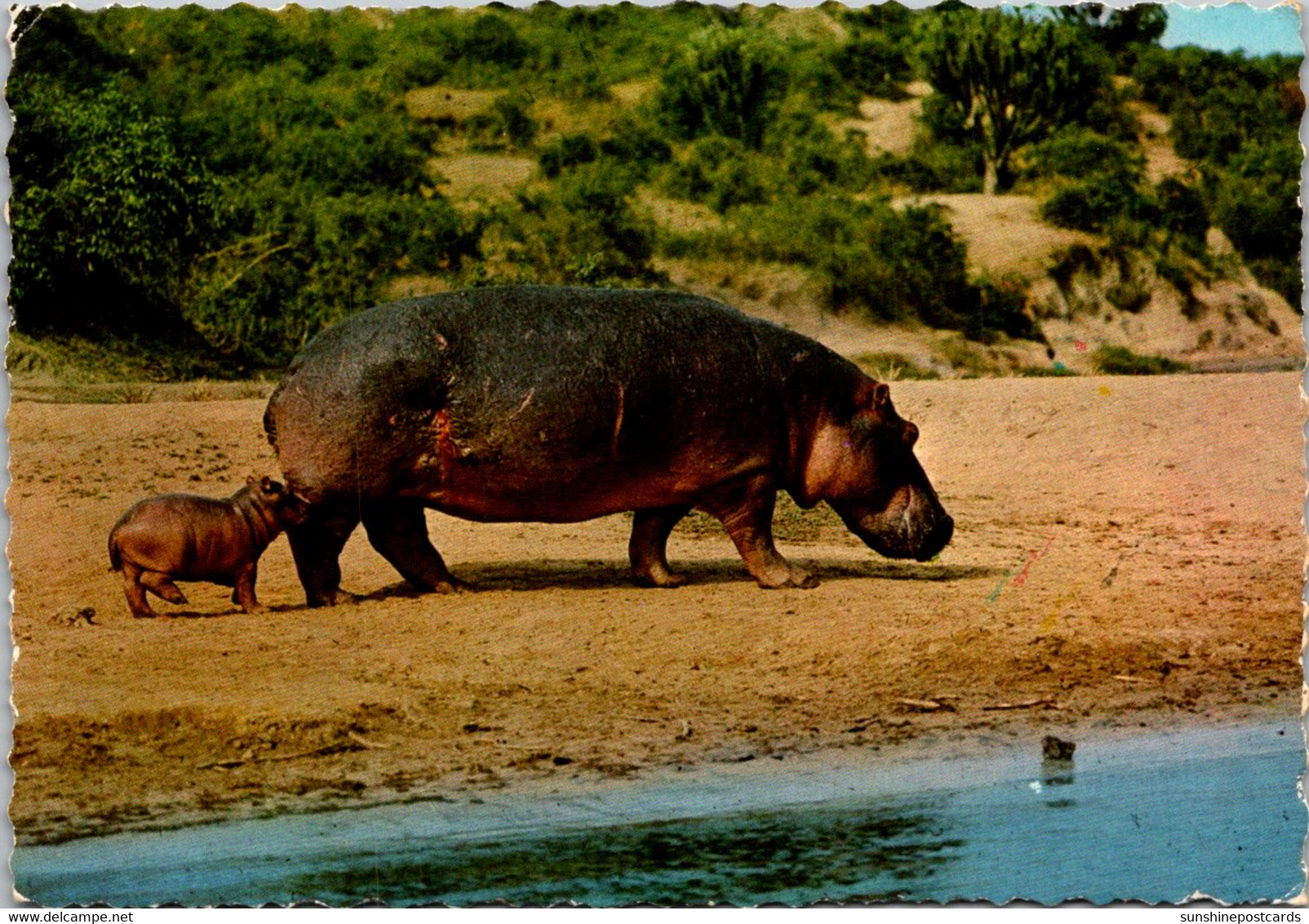 Hippopotamus And Baby Kenya Africa 1972 - Flusspferde