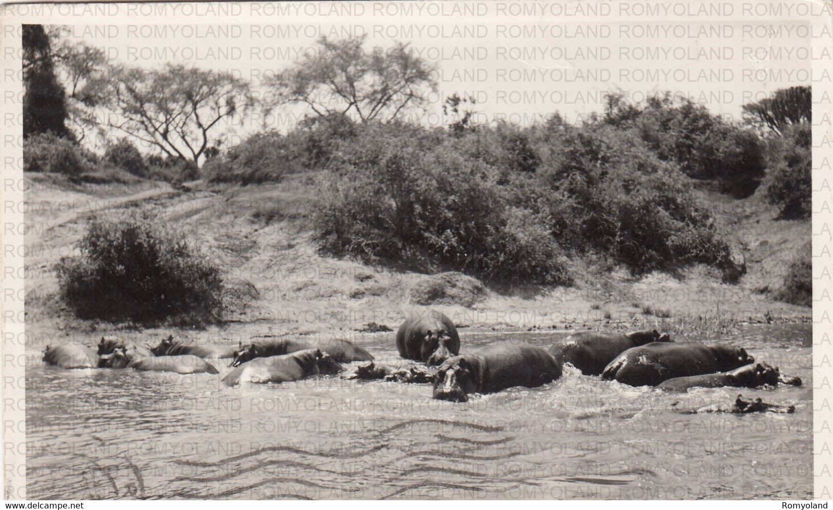 CARTOLINA  THE QUEEN ELIZABETH NATIONAL PARK,UGANDA,HIPPO PARADISE,VIAGGIATA 1957 - Uganda