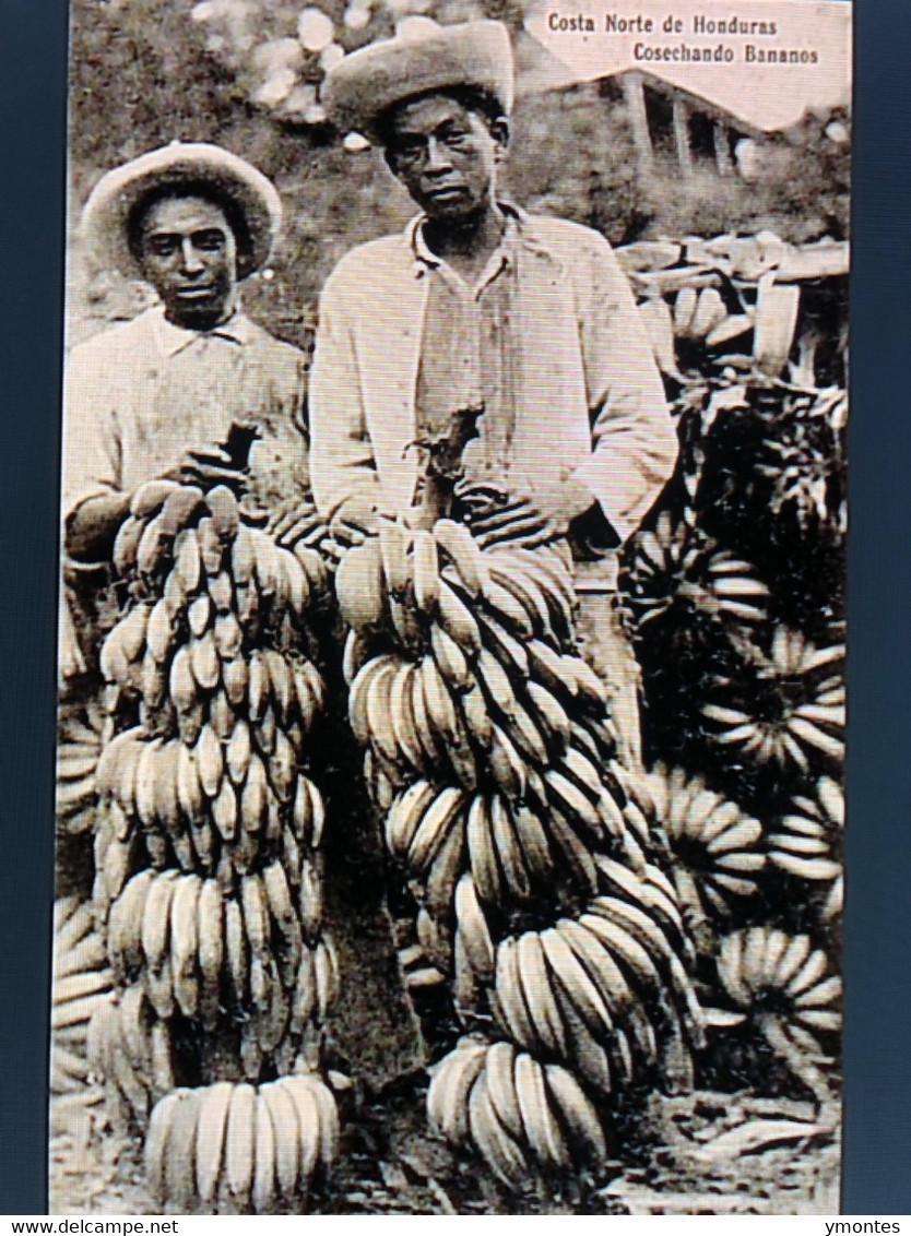 Published By Carmelo Celano- Bananas Field - Honduras