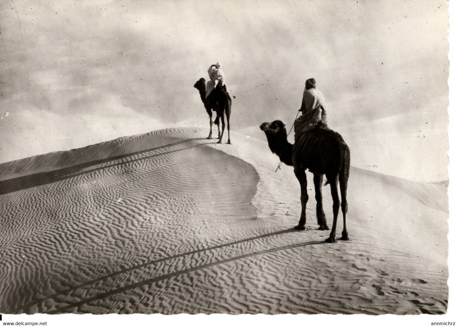 COLLECTION SAHARIENNE CHAMELIERS SUR LA DUNE - Sahara Occidental