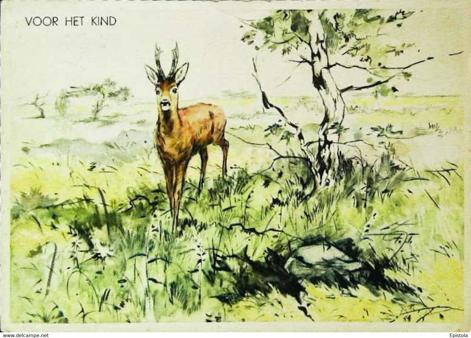 ►  Illustration  1950 Voor Het Kind Antilope Antillaise - Andere & Zonder Classificatie