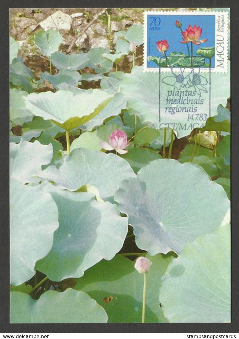 Macau Plantes Médicinales Fleur De Lotus Carte Maximum 1983 Macao Medicinal Plants Lotus Flower Maxicard - Cartes-maximum