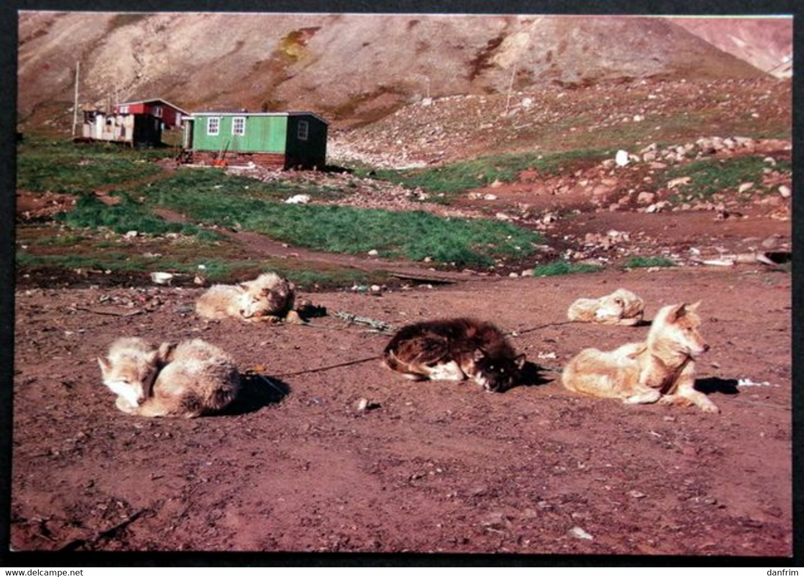 Greenland  Cards  SLEDGE DOGS 16-11-1981 EGEDESMINDE( Lot  706 ) - Groenlandia