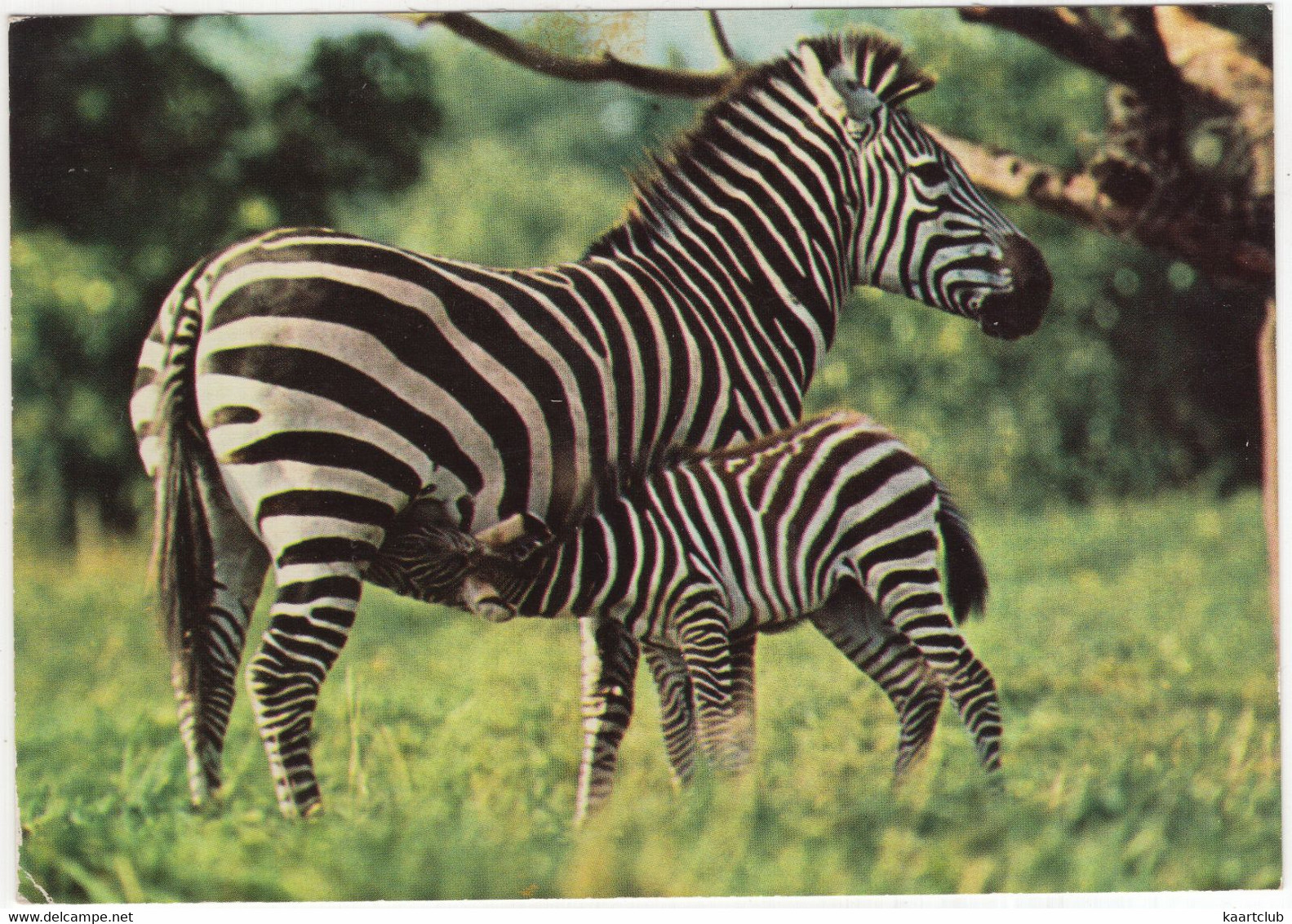 ZEBRA And FOAL - (1976) - Zebras