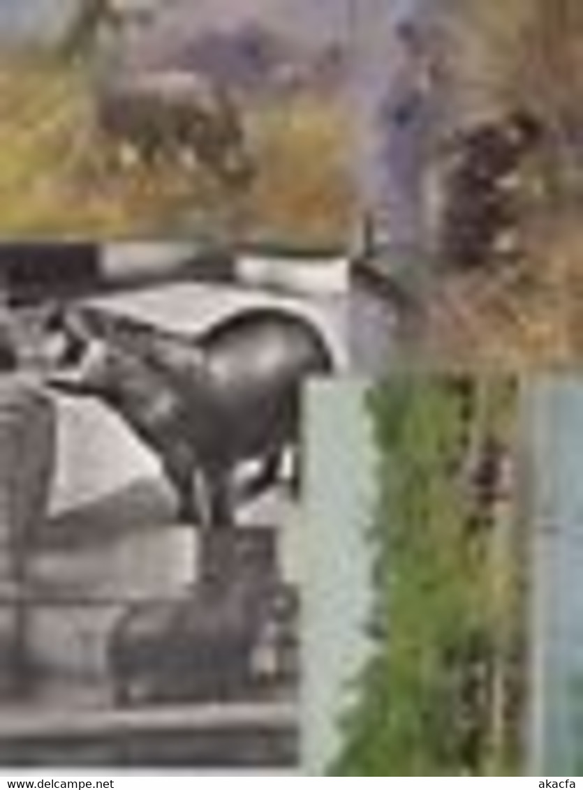 HIPPO 13 Vintage ANIMALS Postcards Pre-1940 (L3633) - Flusspferde