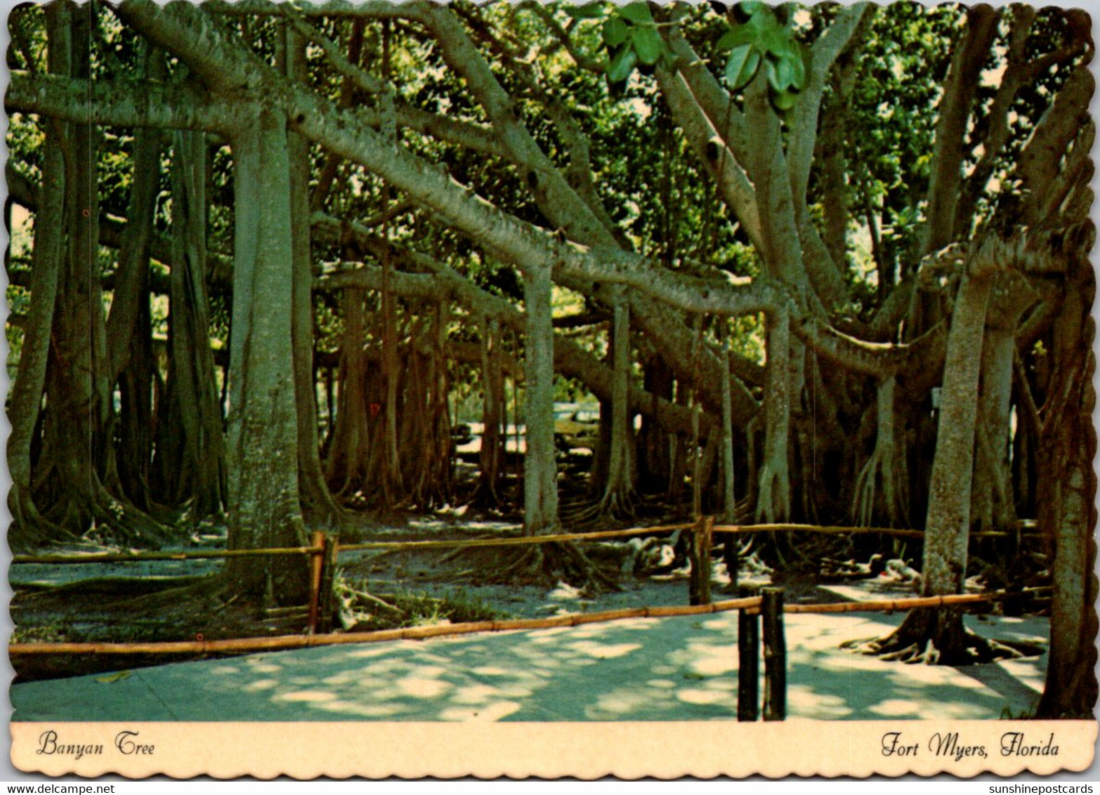 Florida Fort Myers Edison Winter Home The Banyan Tree - Fort Myers