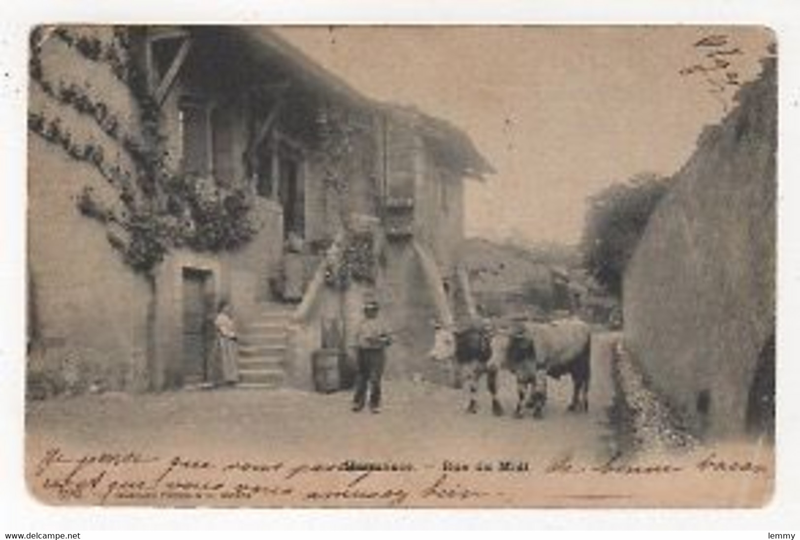 SUISSE - HERMANCE - RUE DU MIDI - BOEUFS SOUS JOUG - 1905 - Hermance