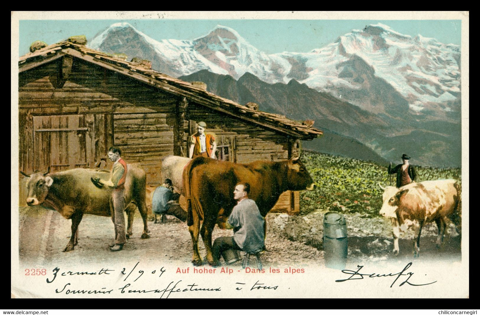 * Dans Les Alpes - Auf Hoher Alp - Traite Des Vaches Laitières - Animée - Colorisée - 2258 - ZERMATT 1904 - Matt