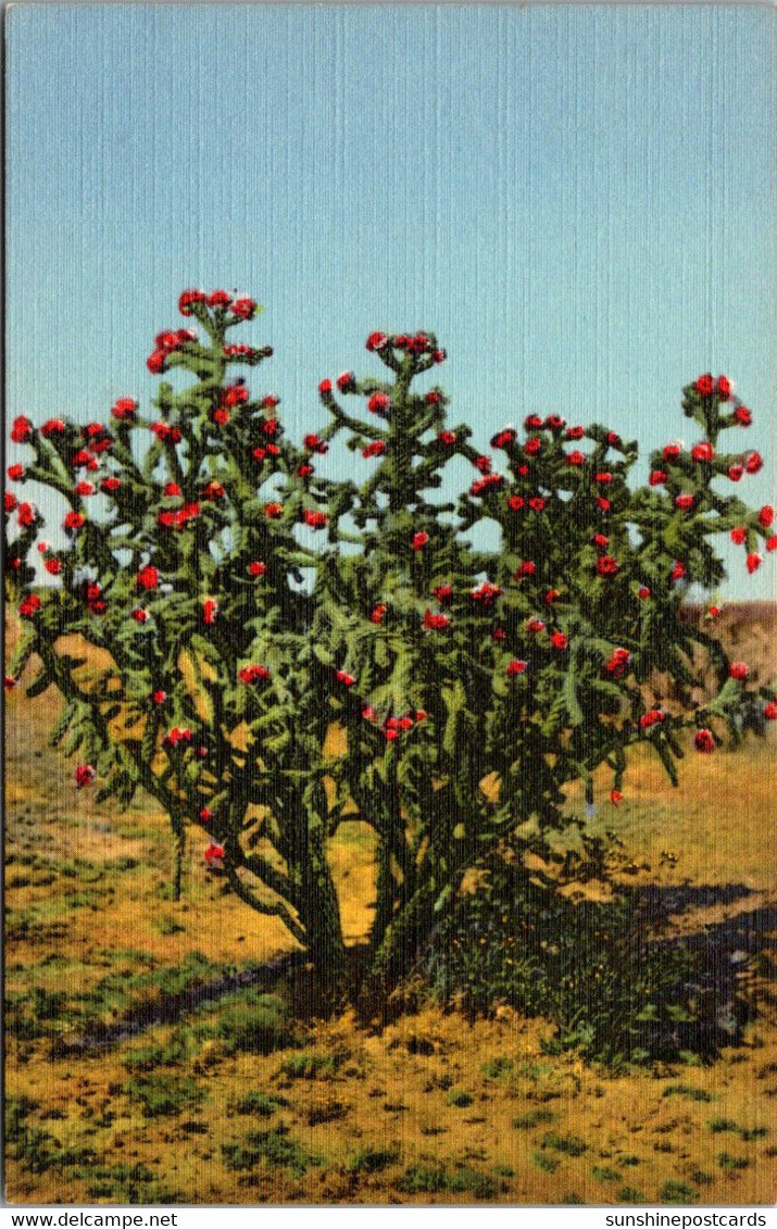 Cactus Cholla Cactus Curteich - Cactus