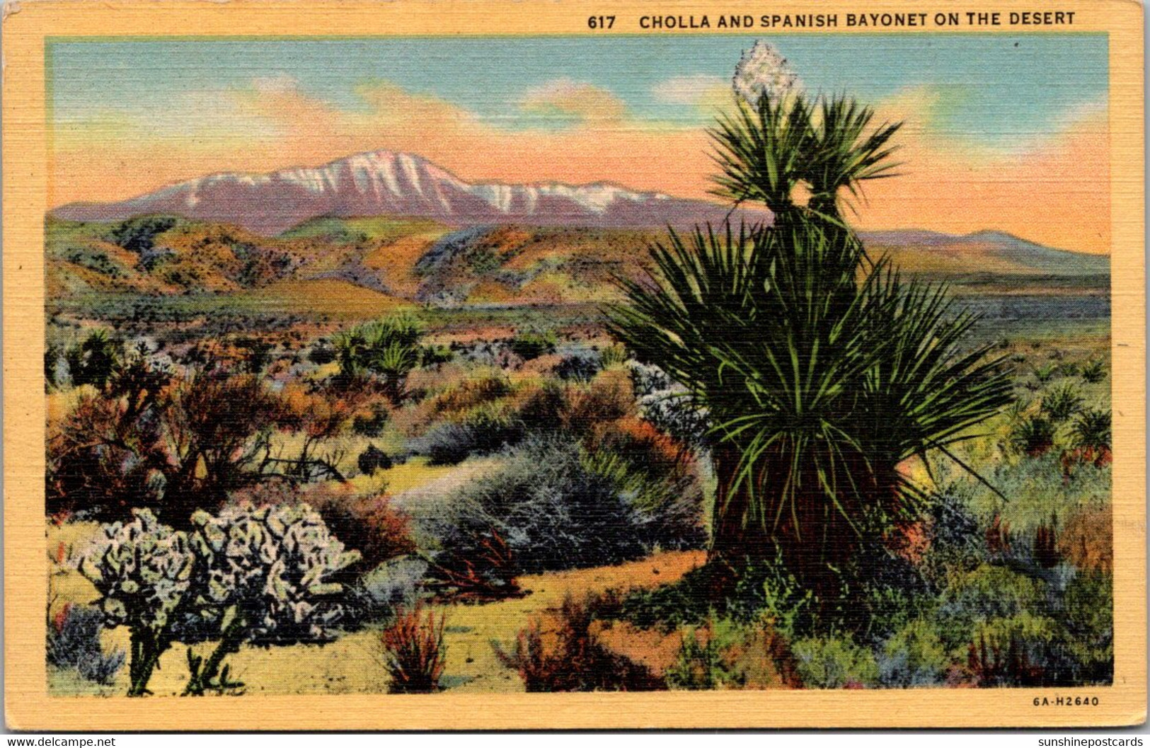 Cactus Cholla And Spanish Bayonet On The Desert 1947 Curteich - Cactussen