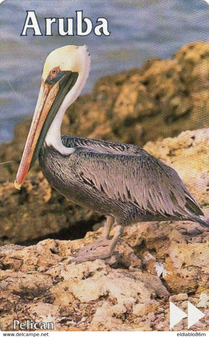 ARUBA - L&G - BIRDS - PELICAN - Aruba