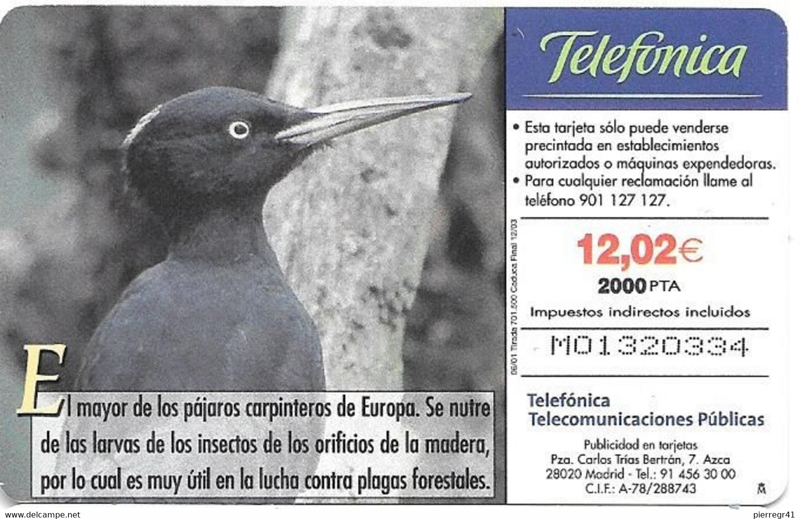 CARTE-PUCE-ESPAGNE-06/01-GEM-OISEAU-PIC NOIR-PITO NEGRO-TBE - Songbirds & Tree Dwellers