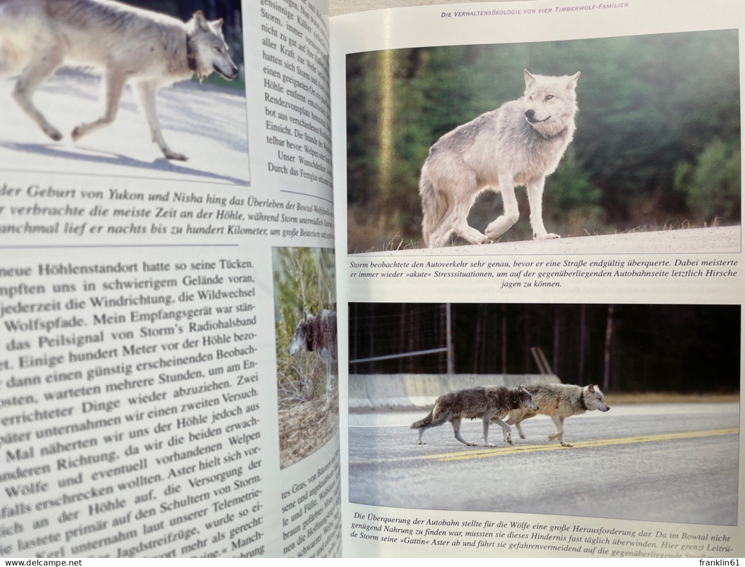 Timberwolf Yukon & Co : 11 Jahre Verhaltensbeobachtungen An Wölfen In Freier Wildbahn. - Animaux