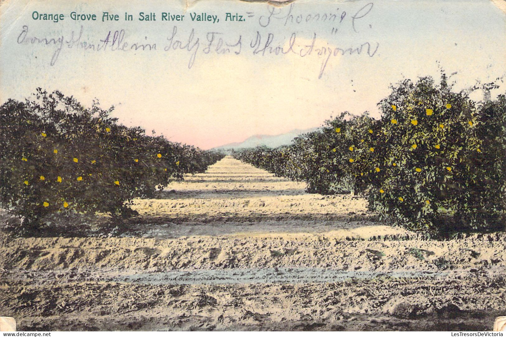 USA - ARIZONA - Orange Grove In Salt River Valley - Carte Postale Ancienne - Andere & Zonder Classificatie