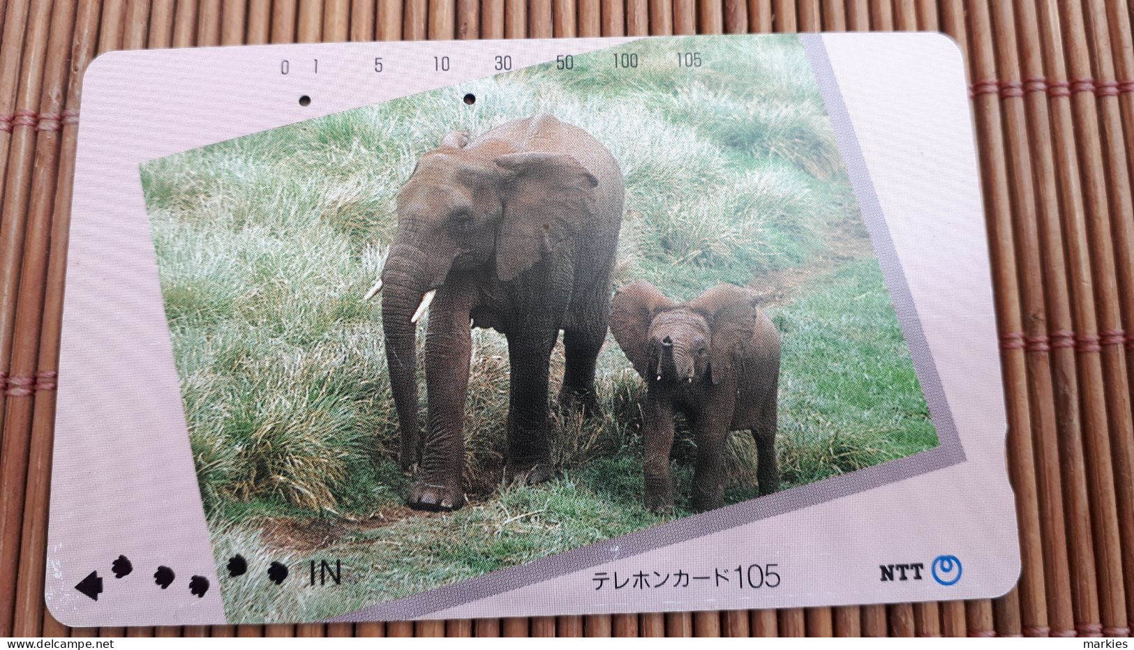 Elephant Phoecard  Rare - Jungle