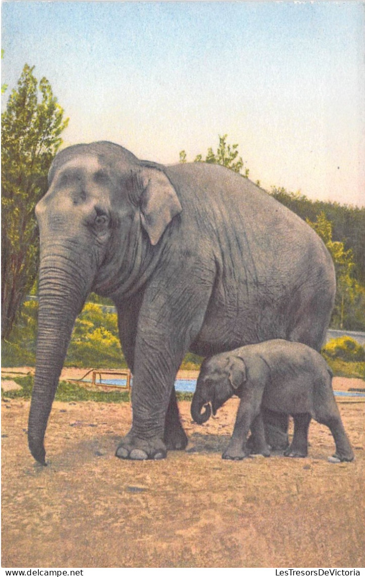 Animaux - Elephants - Edition Stehi  - Carte Postale Ancienne - Elefanten