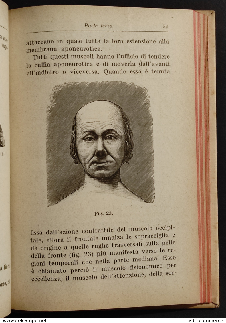 Manuale Di Anatomia Pittorica - S. Lombardini - Ed. Hoepli - 1923 - Medizin, Psychologie