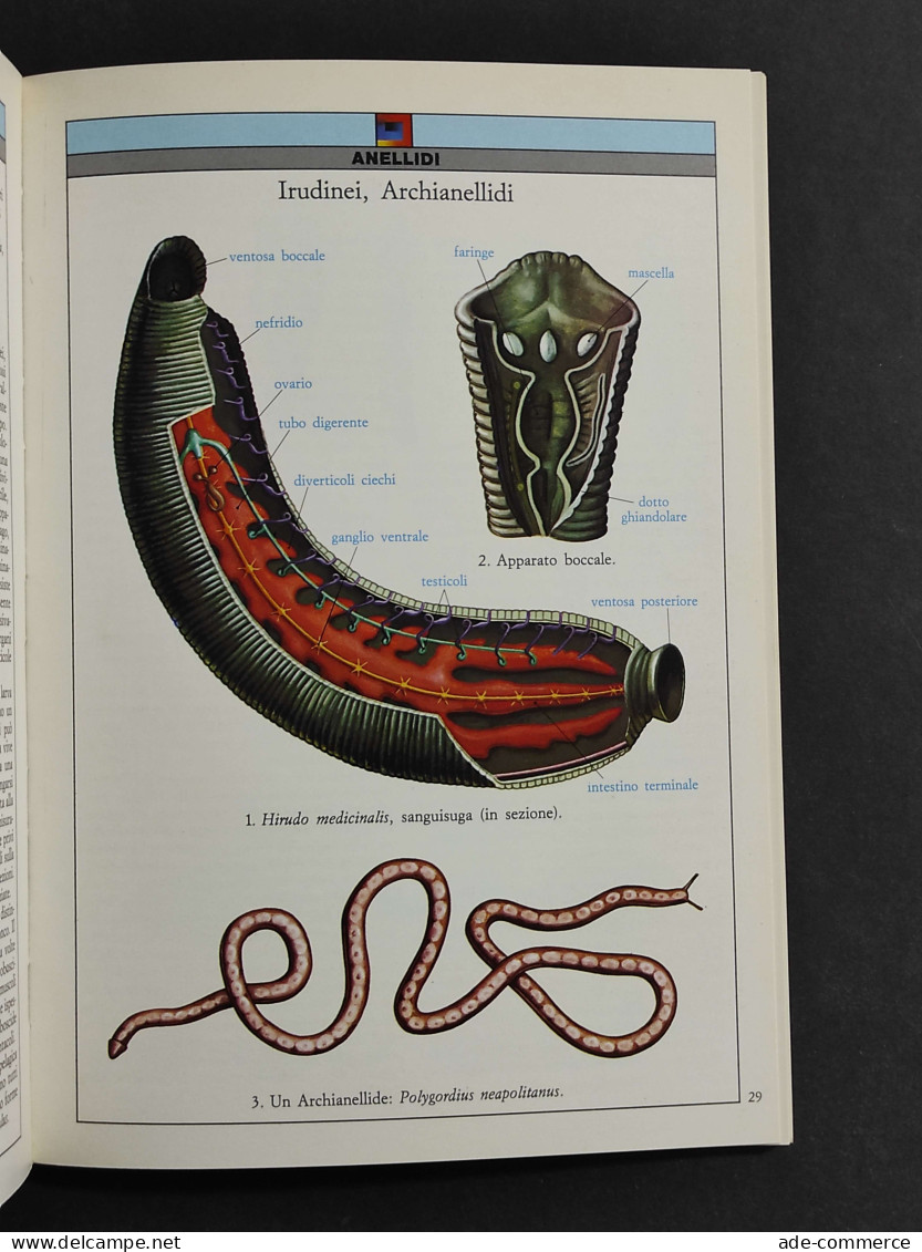 Atlanti Scientifici - Zoologia Invertebrati - Ed. Giunti - 1993 - Tiere