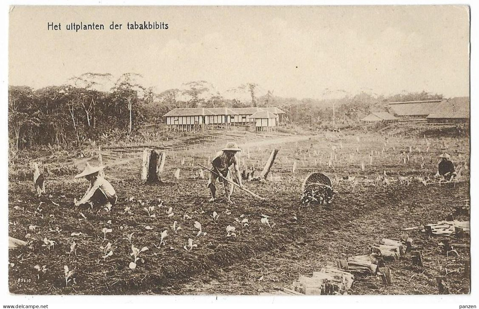 Sumatra Tobacco Fields Postcard  Az.13 - Tobacco