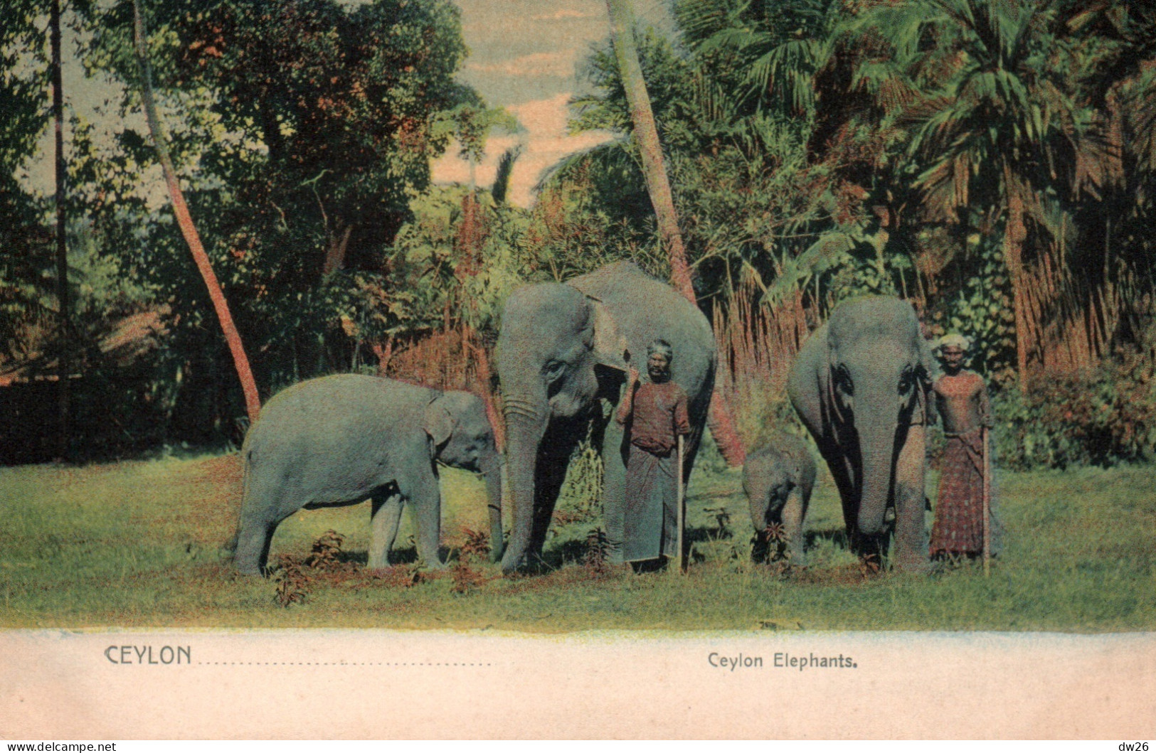 Ethnologie Asie (Ceylon, Ceylan) Elephants And Trainers (et Dresseurs) Edition Platé @ Co. Carte Colorisée, Non Circulée - Azië