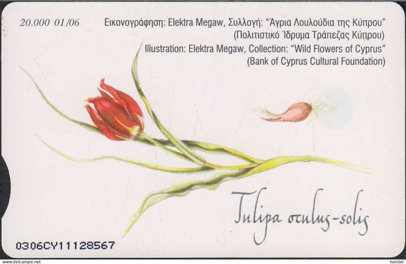 Zypern - C254 Flower - Tulipa Osulus - Blume - Tulpe - Zypern