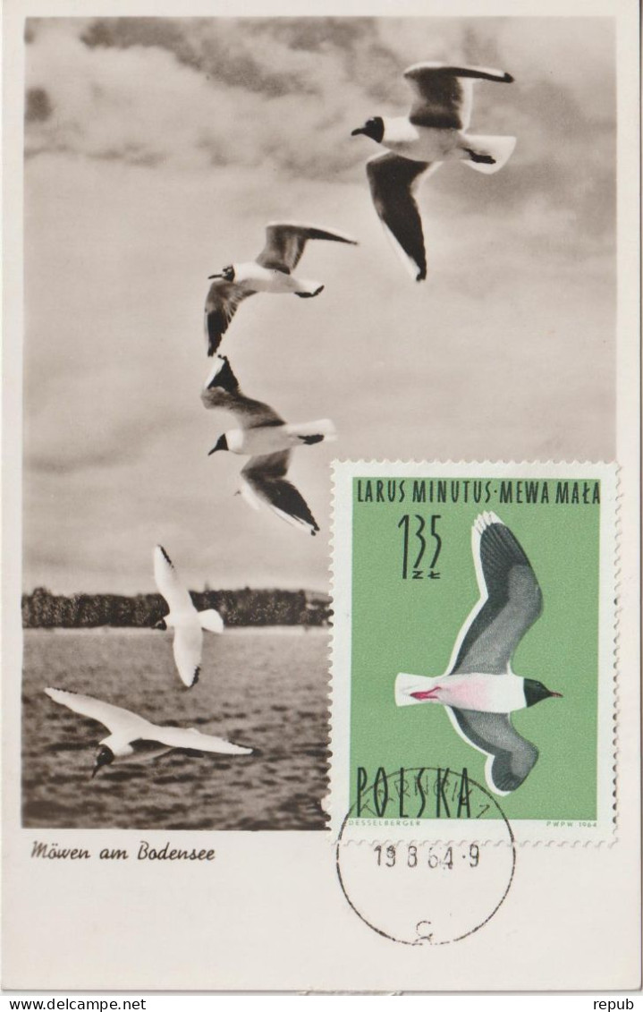 Pologne Carte Maximum Oiseaux 1964 Mouette 1352 - Maximum Cards