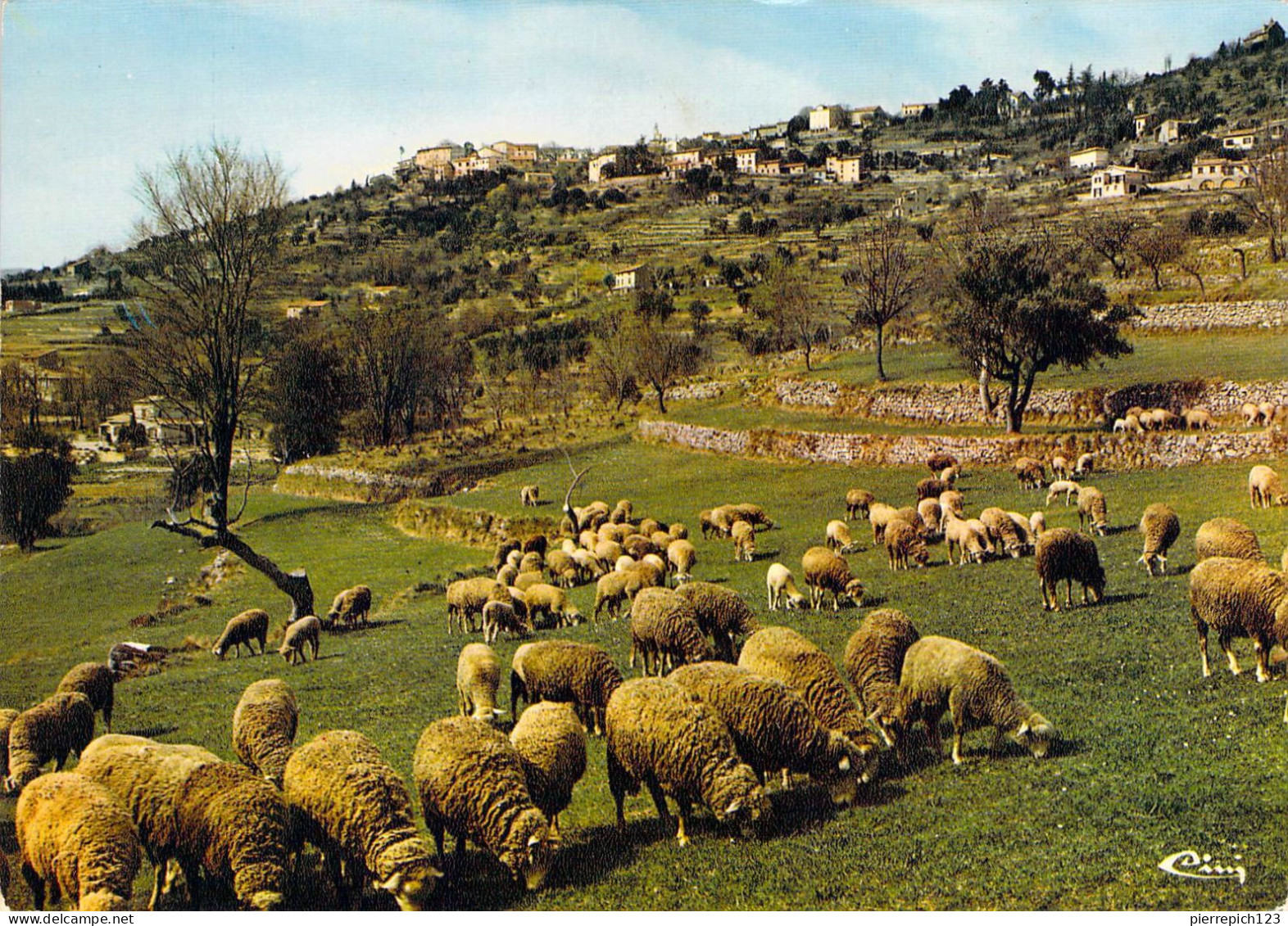 83 - Montauroux - Vue Générale Et Moutons Au Pâturage - Montauroux