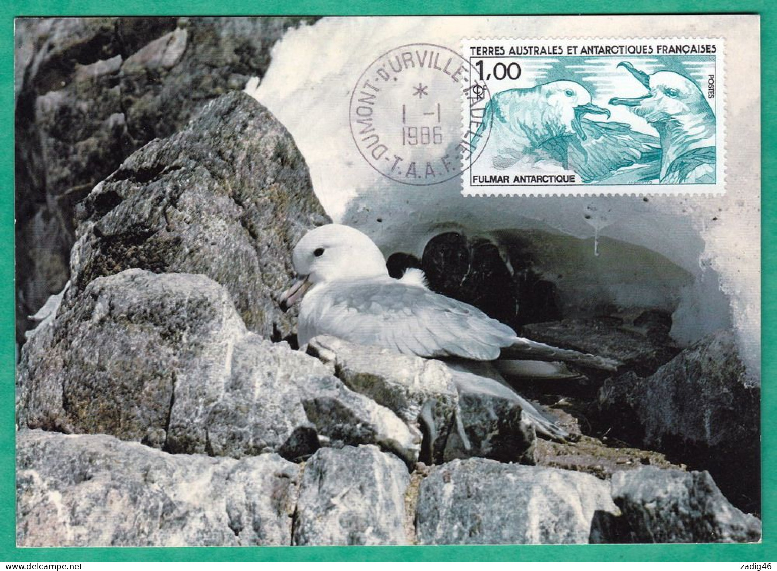 TERRES AUSTRALES - FULMAR - CARTE MAXIMUM GRAND FORMAT - TAAF : French Southern And Antarctic Lands