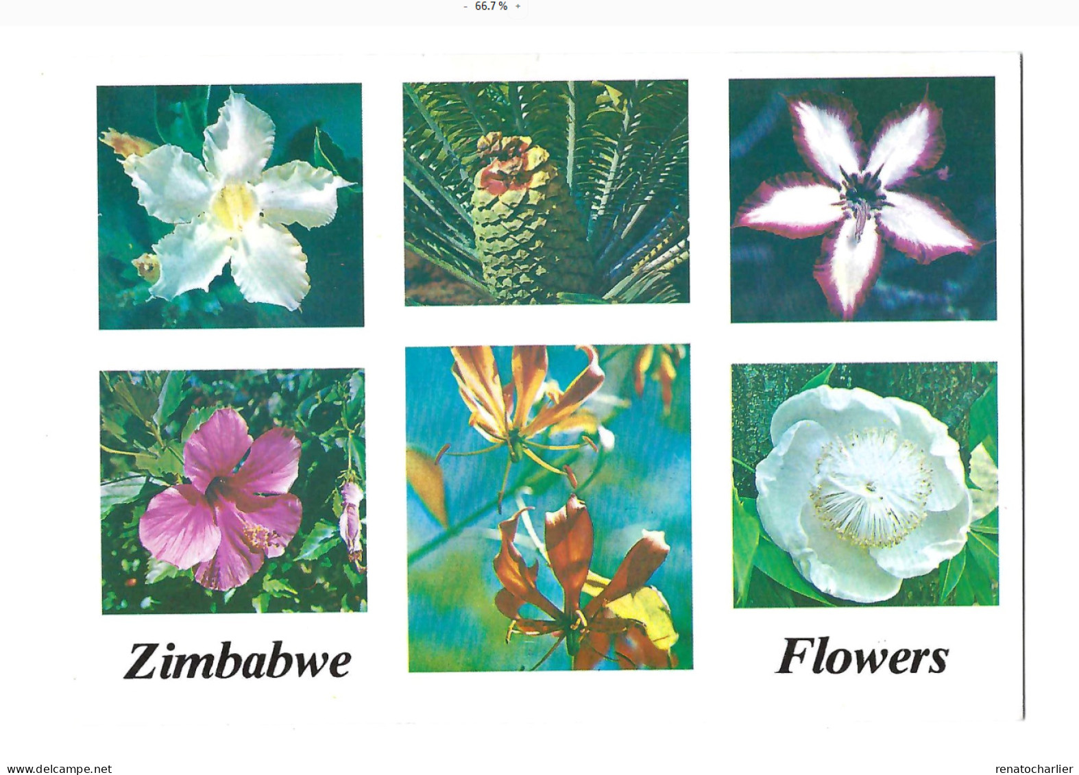 Zimbabwe Flowers. - Simbabwe