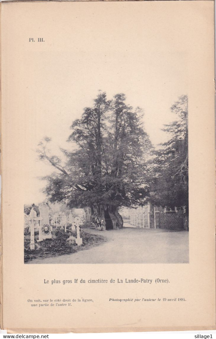 La Lande-Patry (Orne 61) IFS Du Cimetière - 2 Planches Anciennes Sortie D'un Livre - Photographié Le 19 Avril 1894 - Andere Pläne