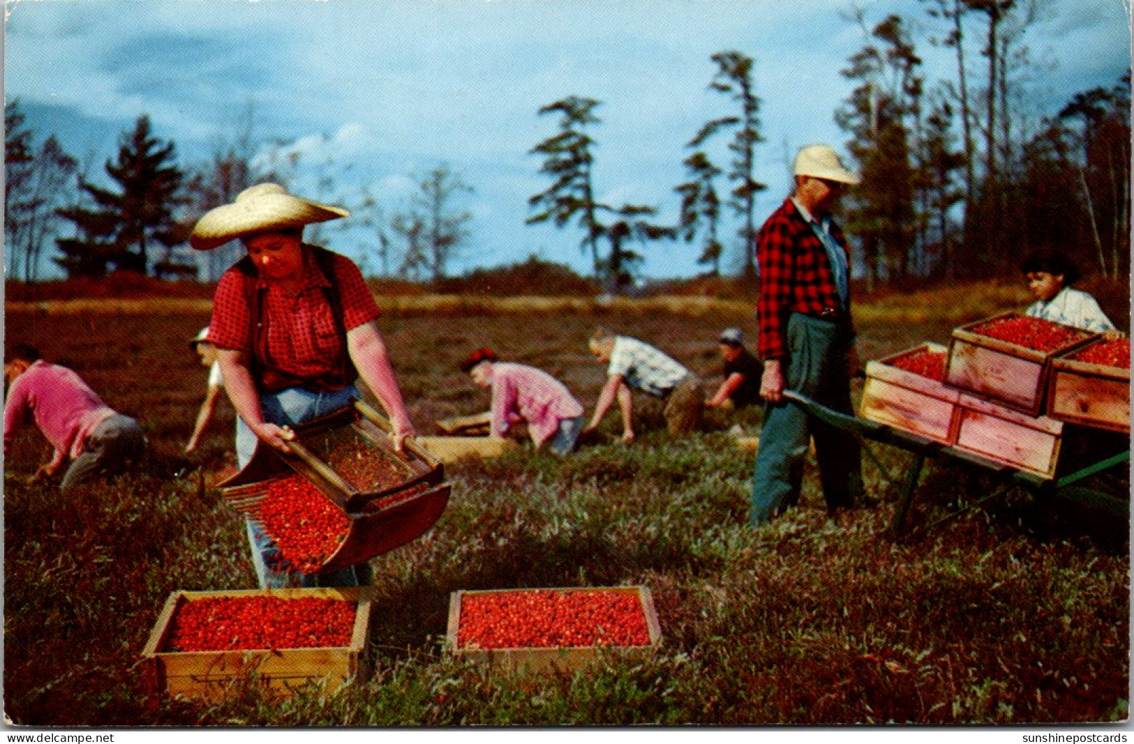 Massachusetts Cape Cod Cranberry Harvesting Scene 1965 - Cape Cod