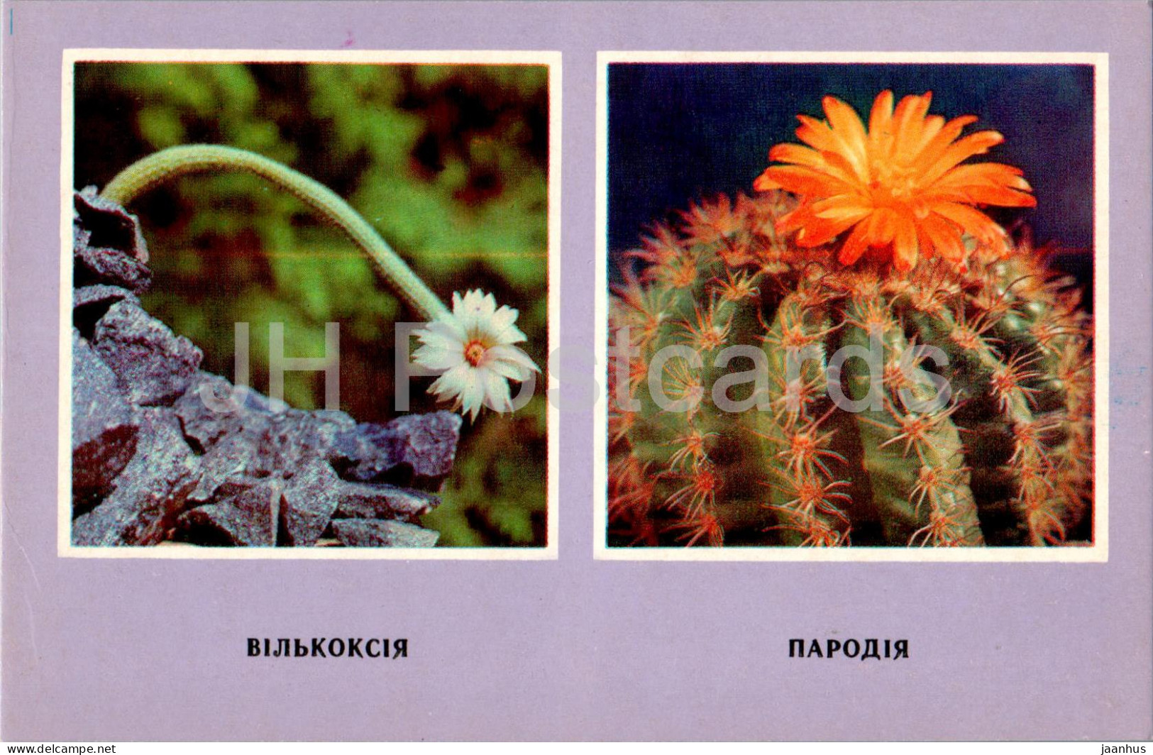 Parodia - Wilcoxia - Cacti - Cactus - Flowers - 1977 - Ukraine USSR - Unused - Cactusses