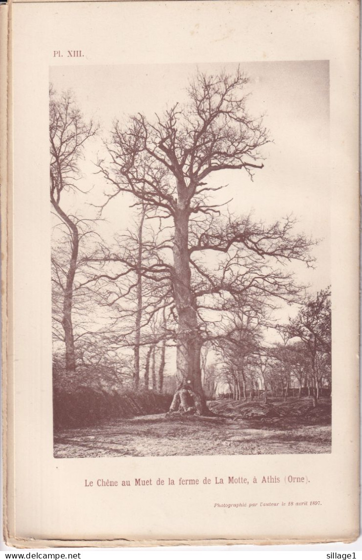 Athis (Orne 61) Le Chêne Au Muet De La Ferme De La Motte - Photographié Le 18 Avril 1897 - Flers - Condé-sur-Noireau - Andere Pläne