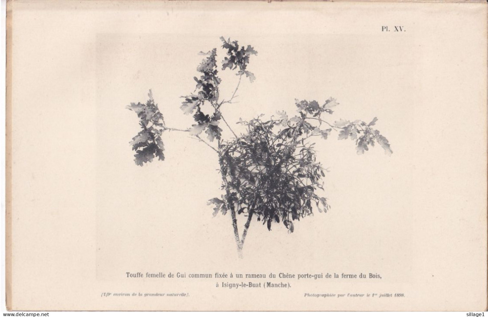 Isigny-le-Buat Ou Isigny-Pain-d'Avoine (Manche) Le Chêne Porte-gui De La Ferme Du Bois + Gui Photographié Le 24/04/1898 - Andere Plannen