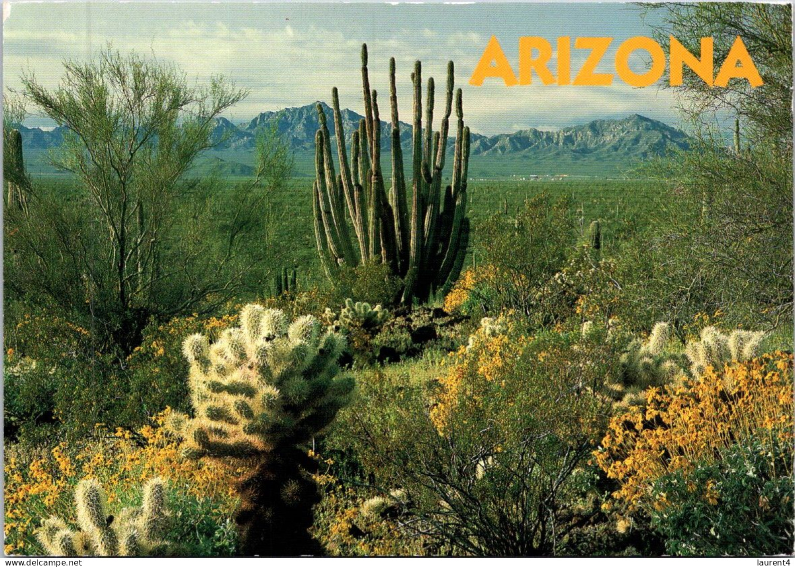 (1 Q 10) USA - Pipe Cactus - Cactusses