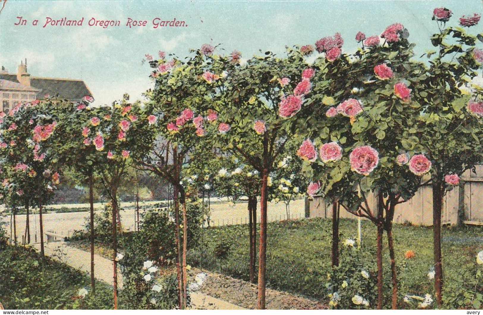 In A Portland, Oregon Rose Garden - Portland